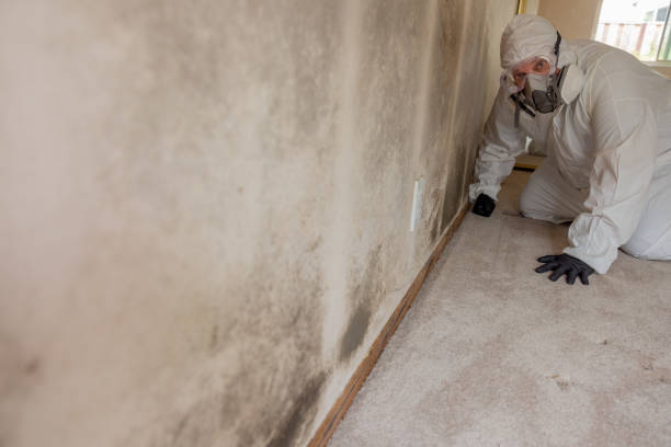 Best Dehumidification Services  in Red Bay, AL